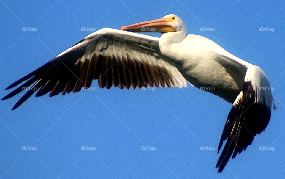 American White Pelican in Flight