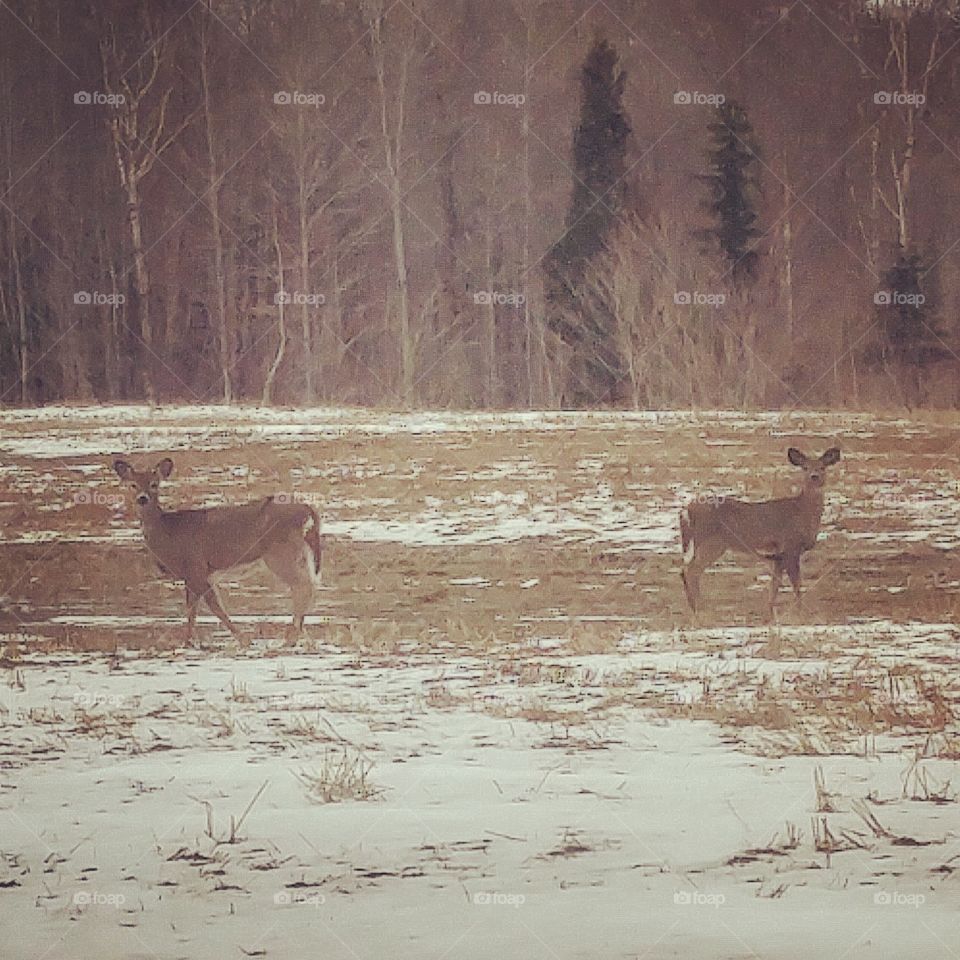 Curious deers