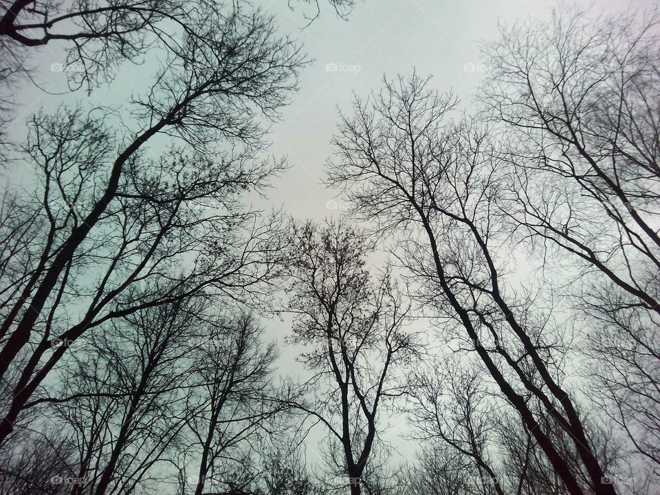 Tree, Wood, Branch, No Person, Winter