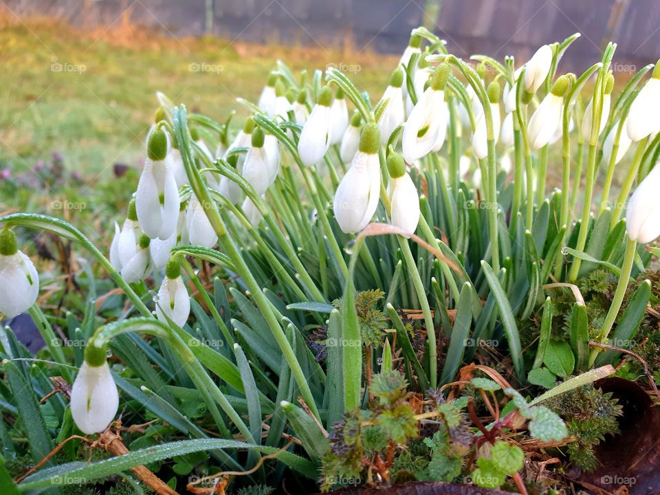 ландыши  , Maiglöckchen