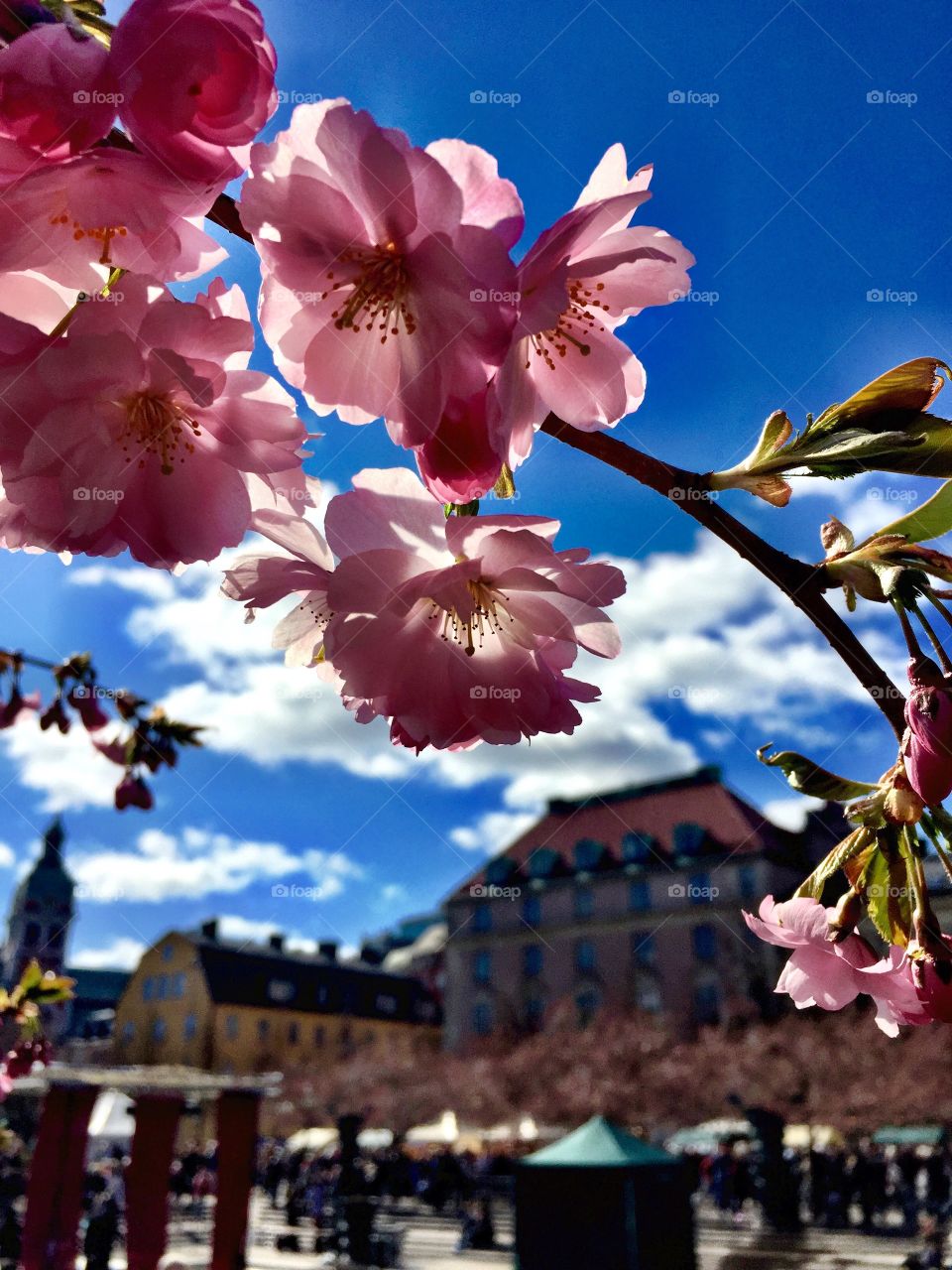 Springtime. Körsbärsblommans dag 
