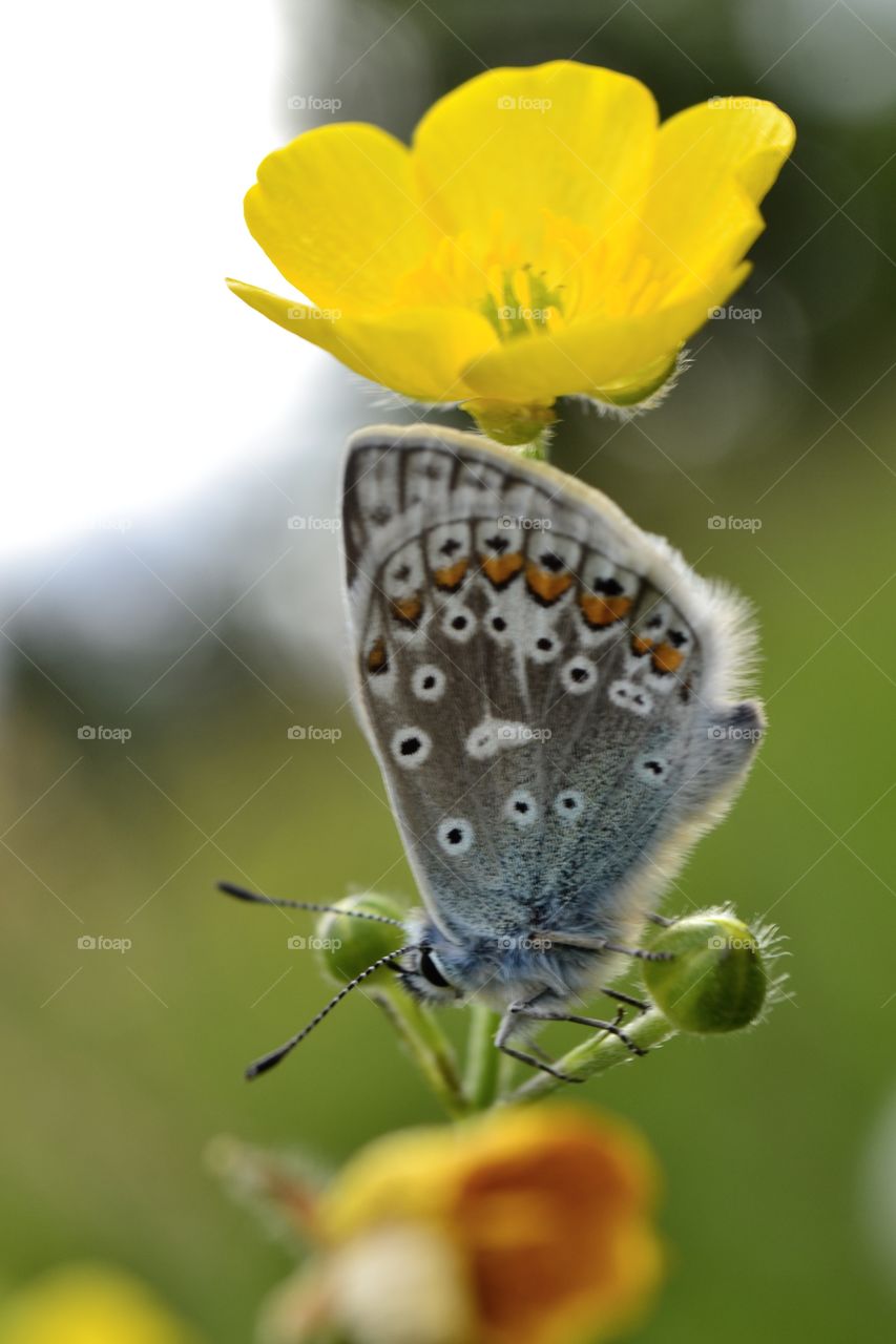 The common blue (Polyommatus icarus) is a butterfly in the family Lycaenidae.