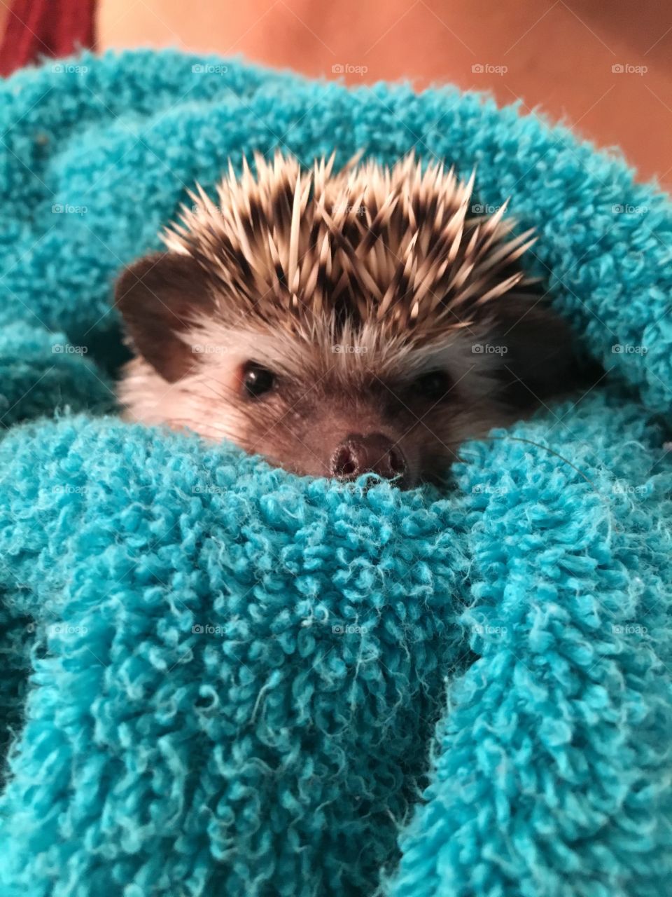 Hedgehog
