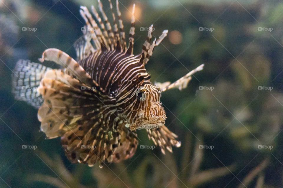 A red lionfish.
