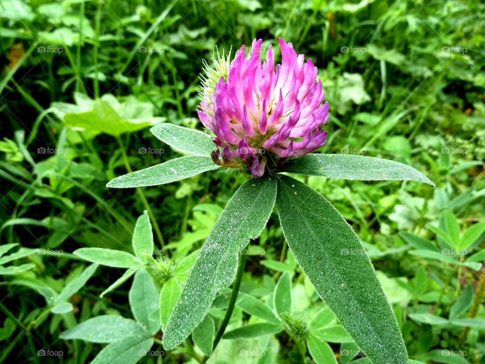 clover flower