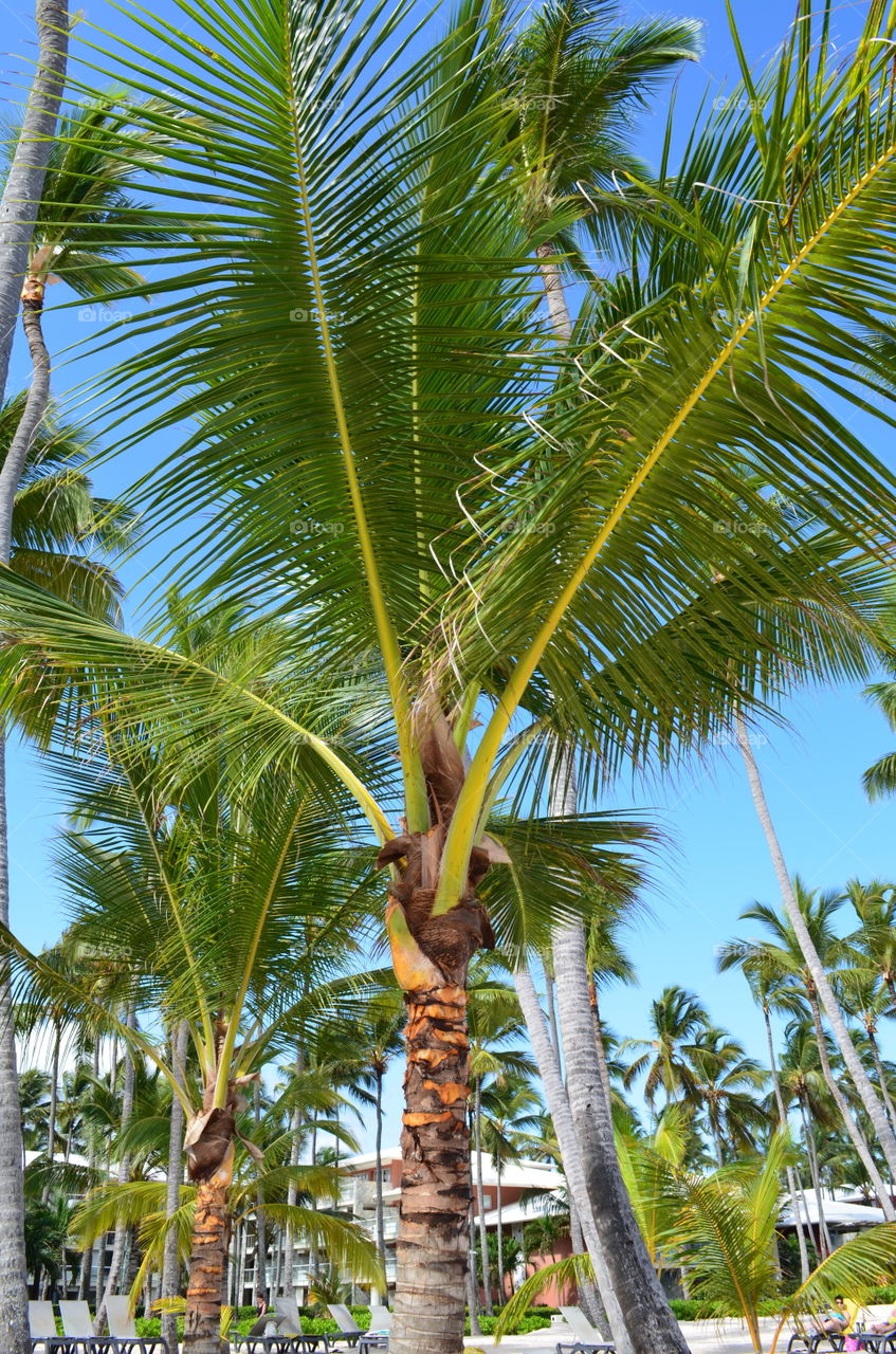 Barceló Bávaro Beach, Punta Cana, Dominican Republic