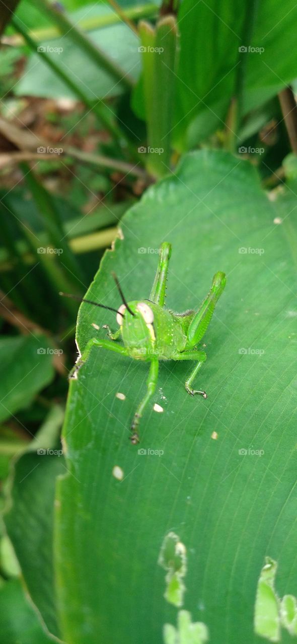 The green grasshopper perched on the leaf may be looking for food