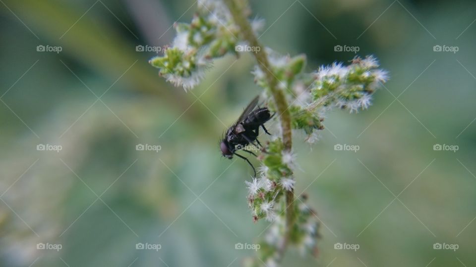 Tiny fly