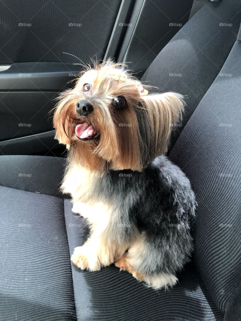 Happy dog in q car