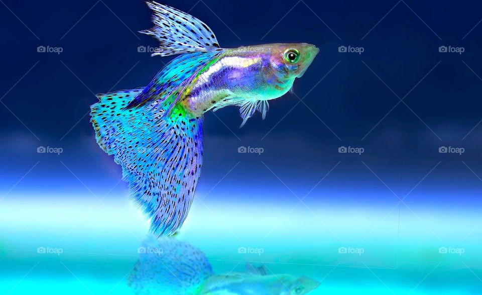 Beautiful fish