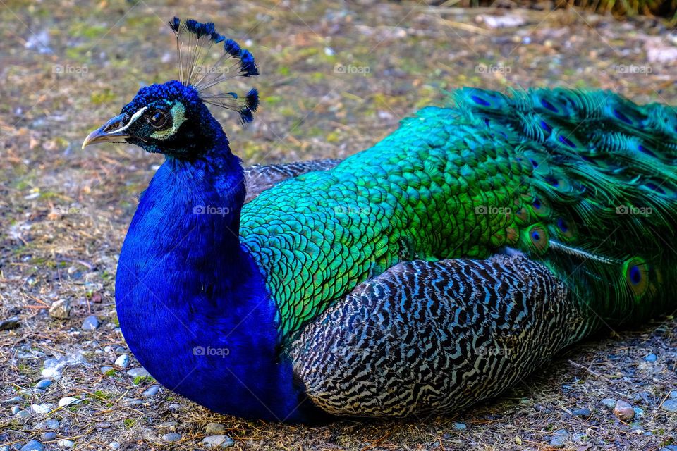 Peacock