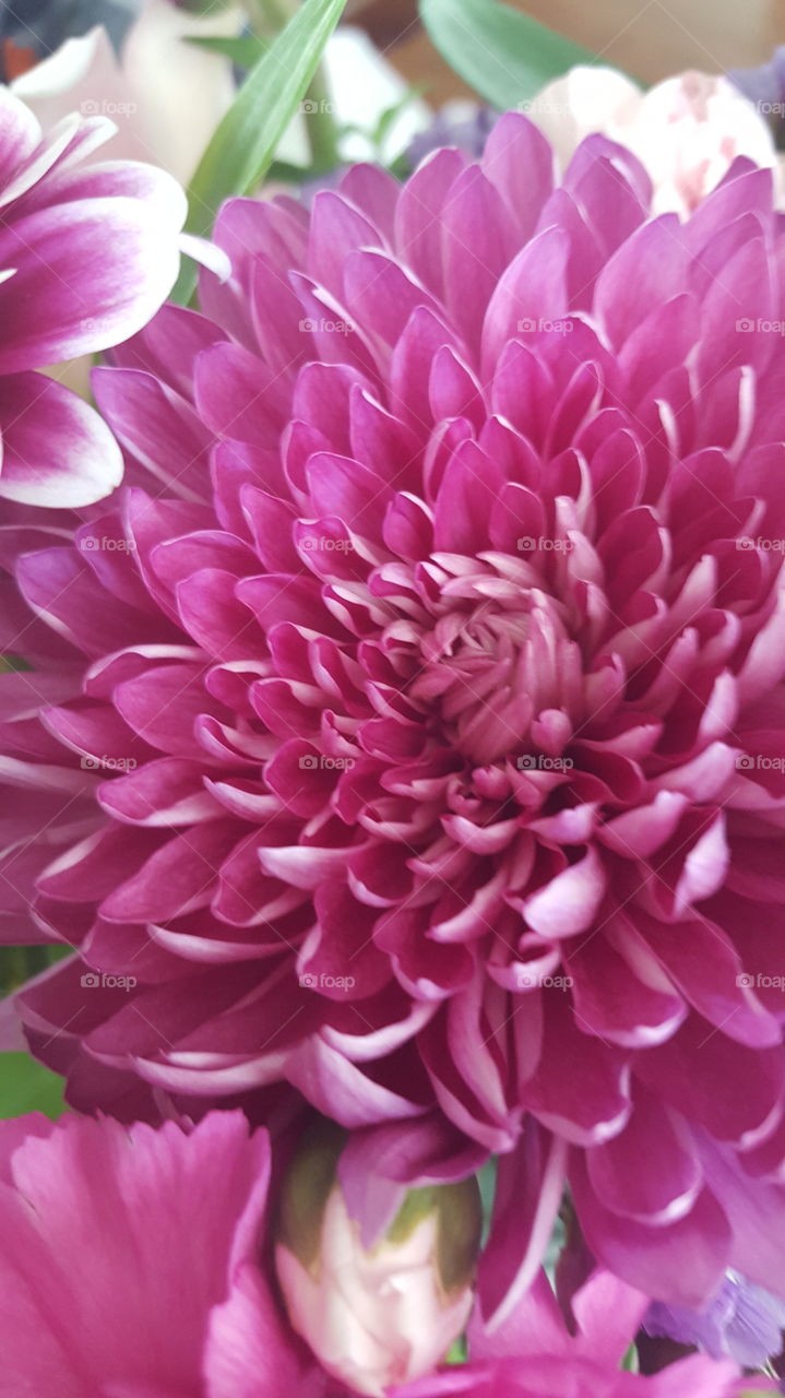 closeup dahlia