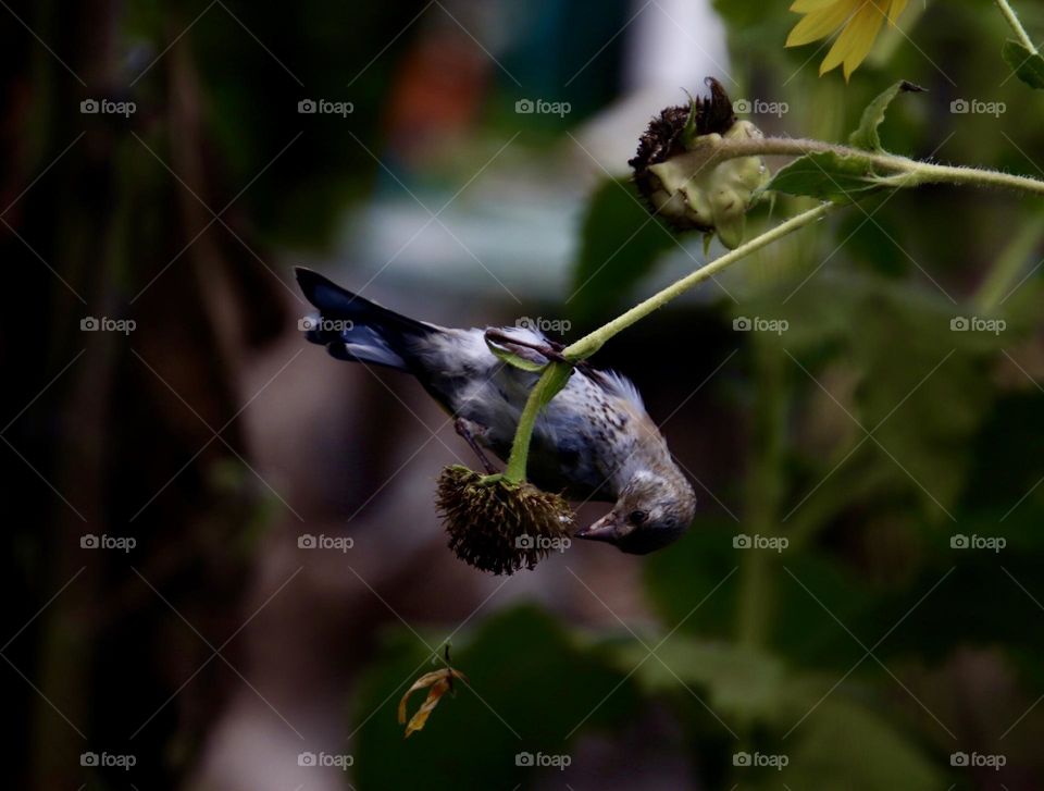 A grey, black and brown bird eating from a sunflower with no petals 