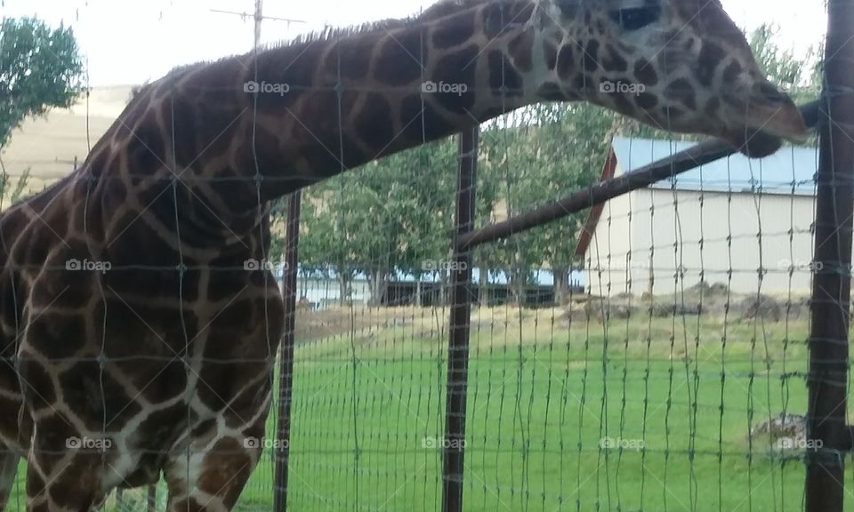 giraffe