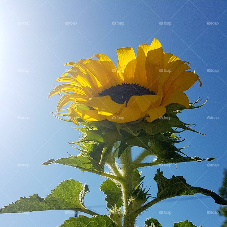 Beautiful sunflower