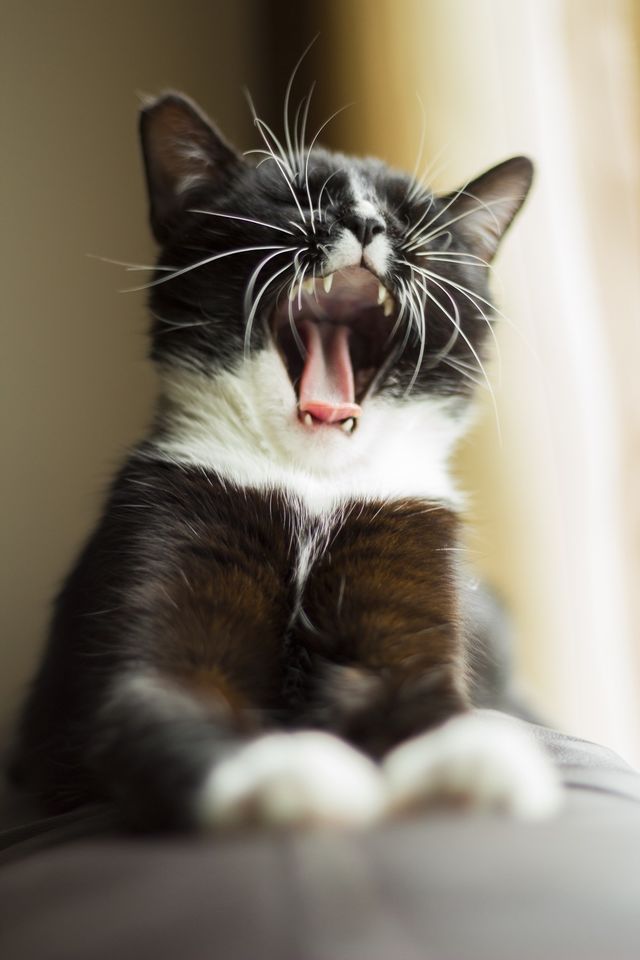 cat