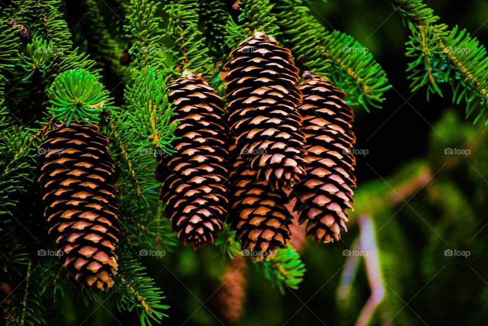 Fir cones