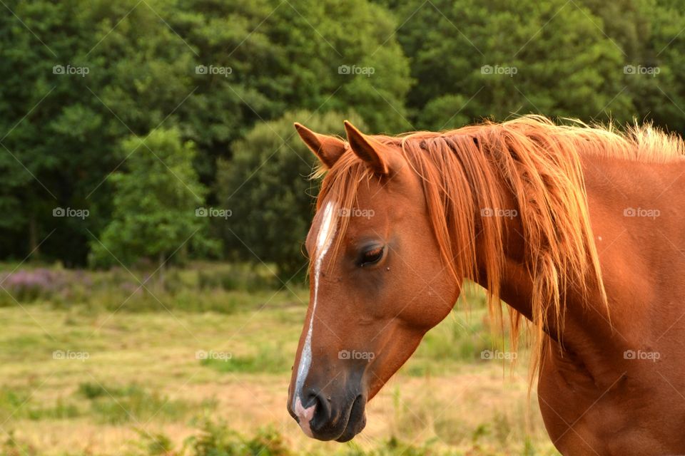 Horse in a green field