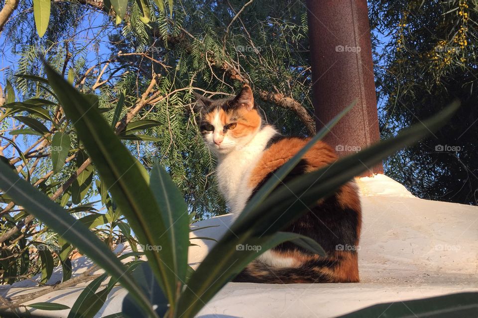 Cat sitting on a barbecue chimney