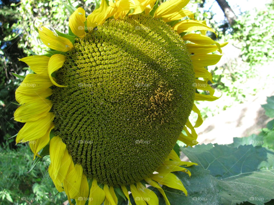 Spring time Sunflower. Spring has arrived. 