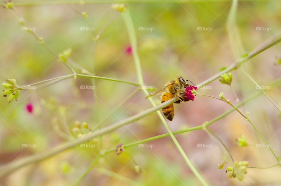 Bee collecting pollen.