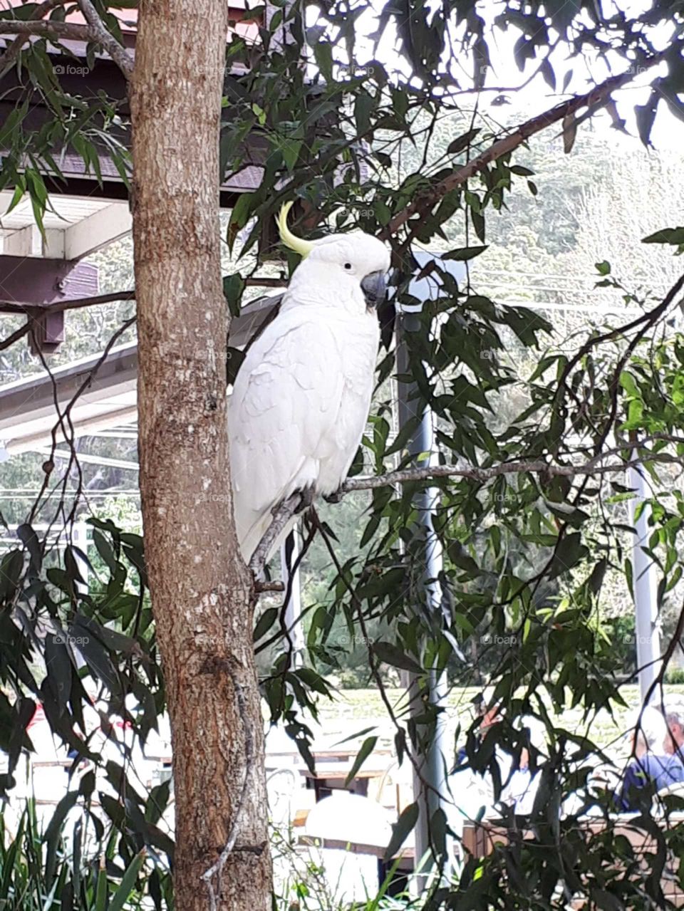 Cockatoo 