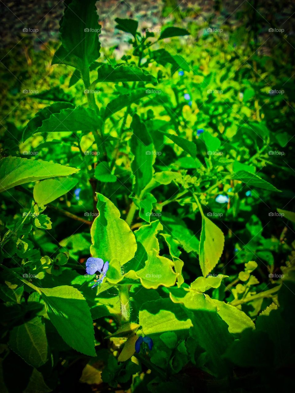 leaves in a beautiful flower garden