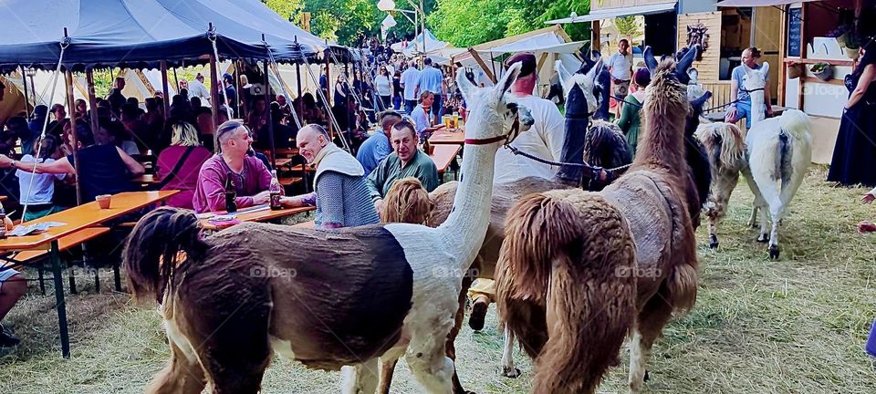Alpacas are being shown in rows of two at the “Renaissance Festival” in scenic “Ortenburg” in “Bavaria” near the “Austrian” border. In the distance we see tents beneath which medieval inspired wares are offered for sale. 2023. Hypnotic Productions
