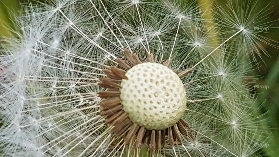 Dandelion