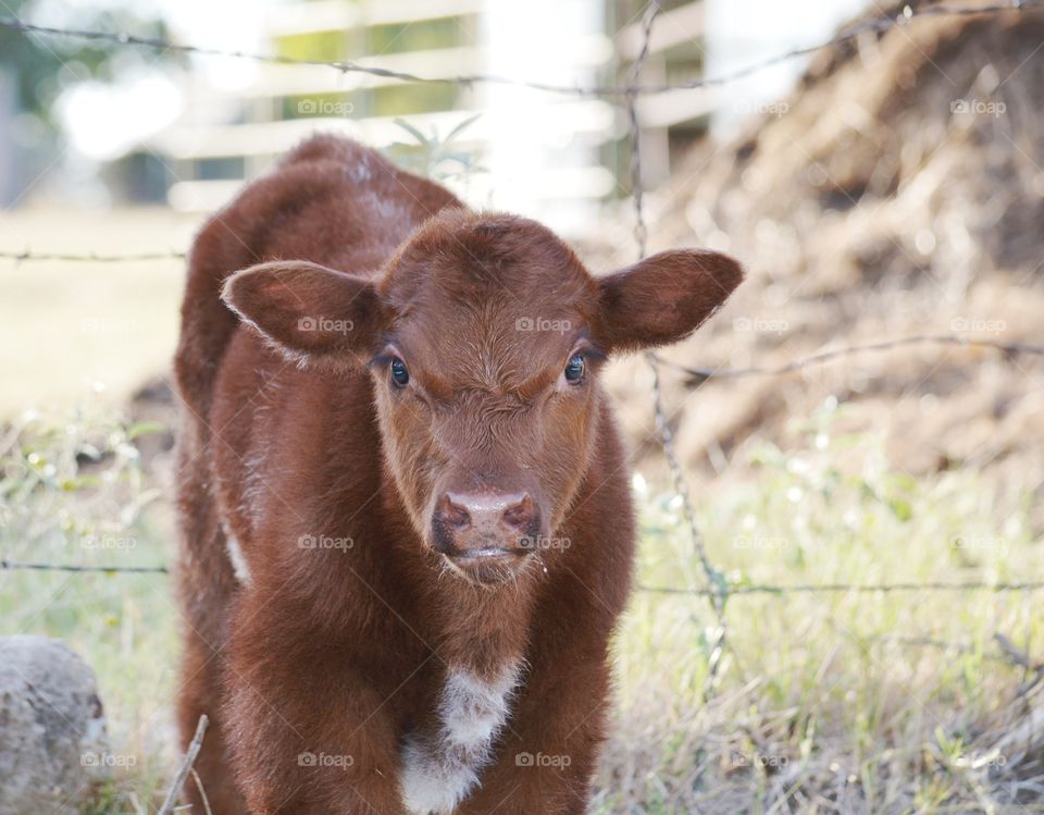 Young Shorthorn calf. 