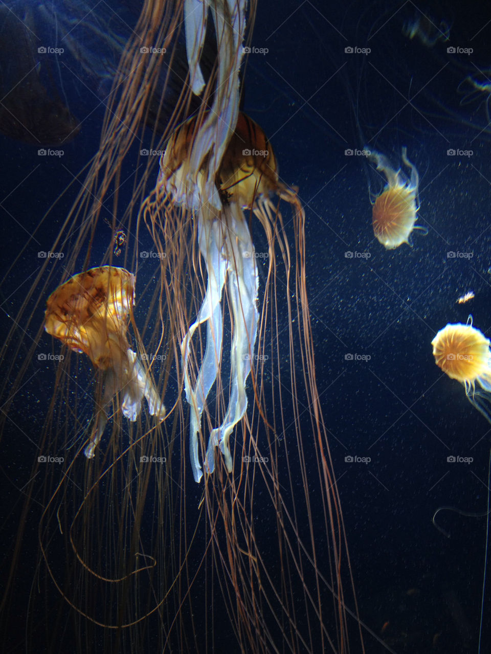sea aquarium jellyfish medusa by carina71