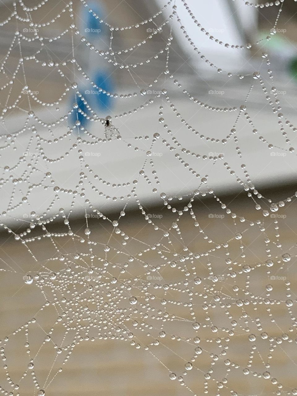 Spiderweb on a rainy day 