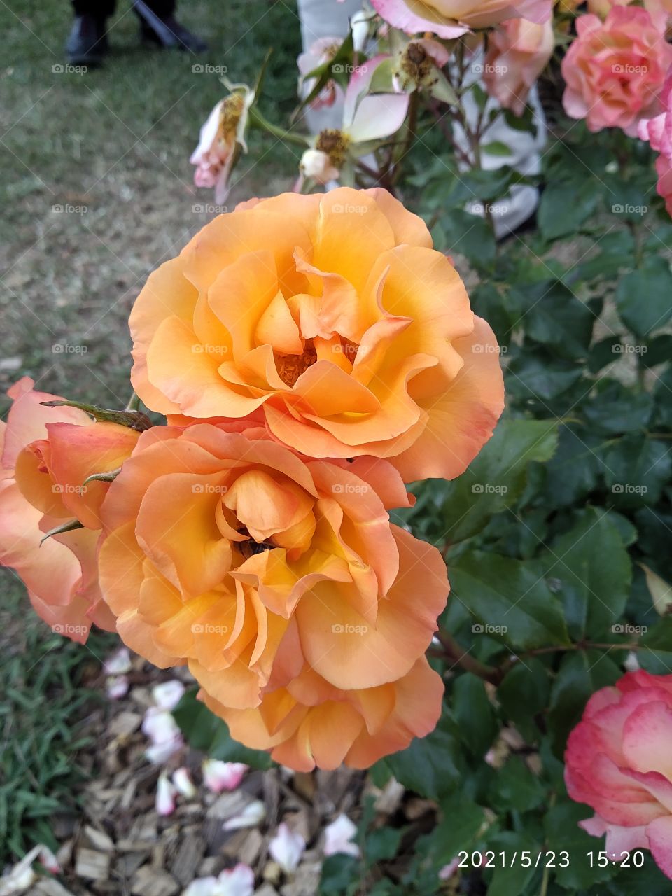 rosas naranja