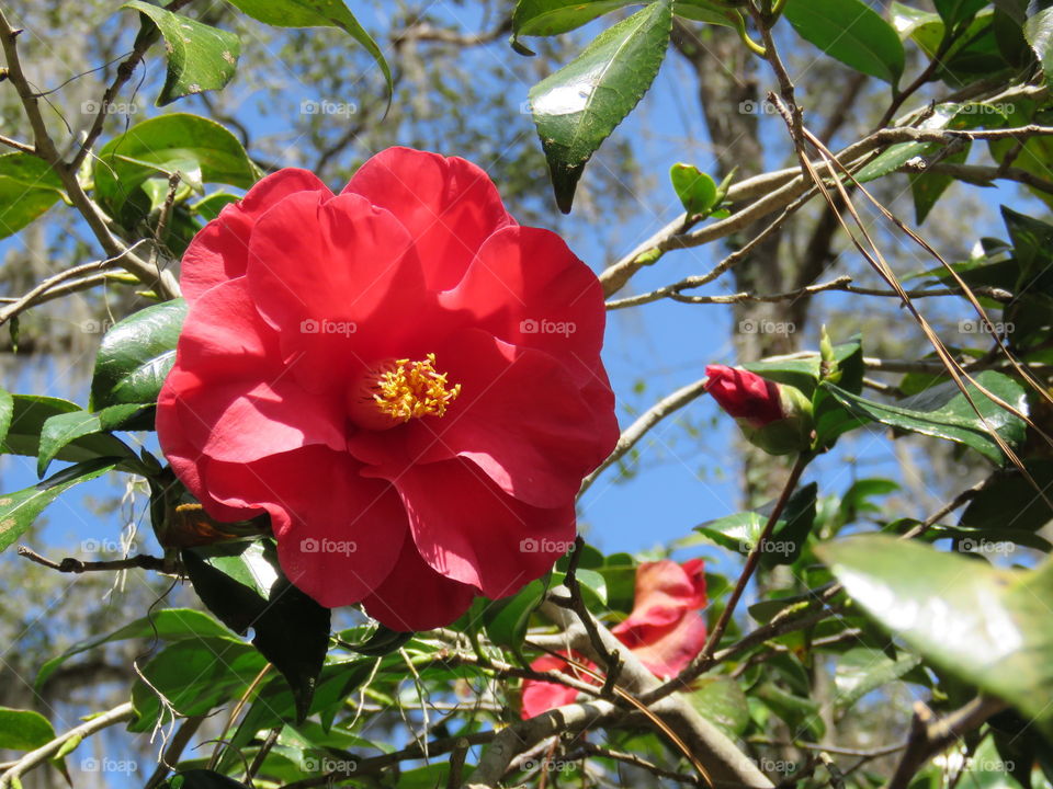 Camellia