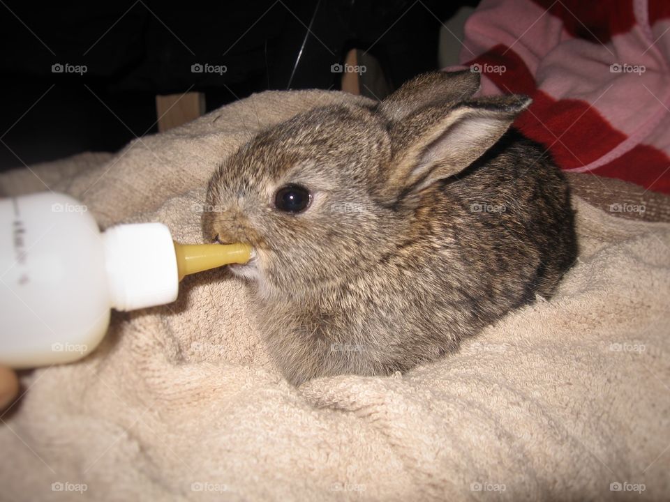 Baby rabit