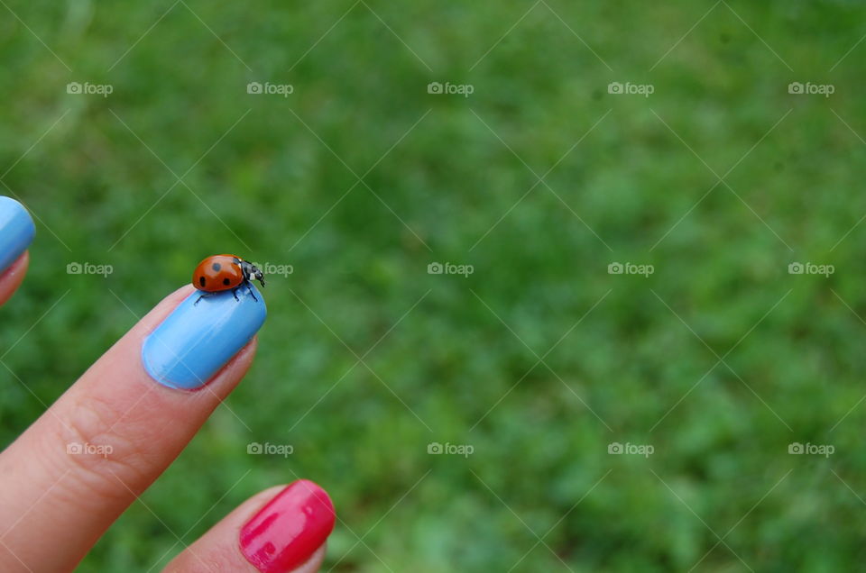 ladybug