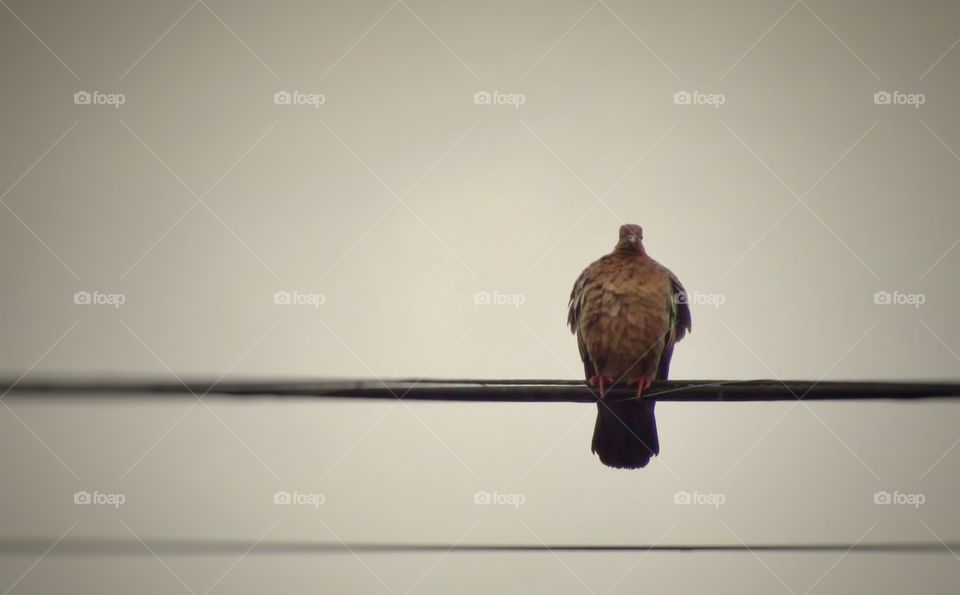 Pigeon in Electric Wire
