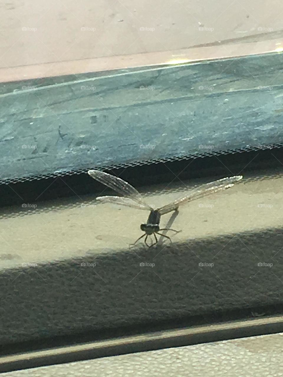 Dragon fly on my dashboard 