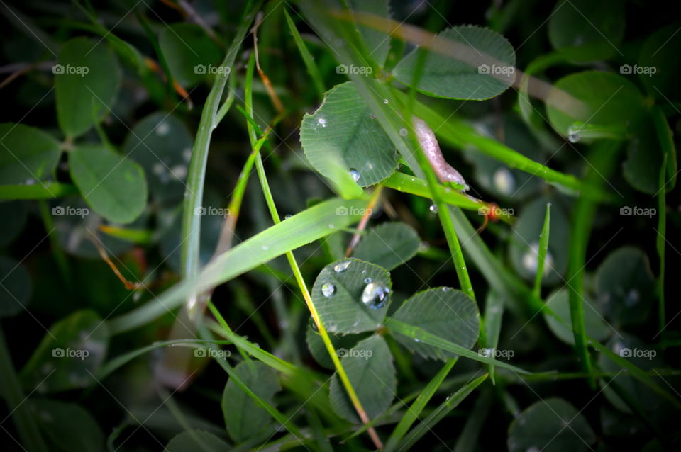 clover with dew