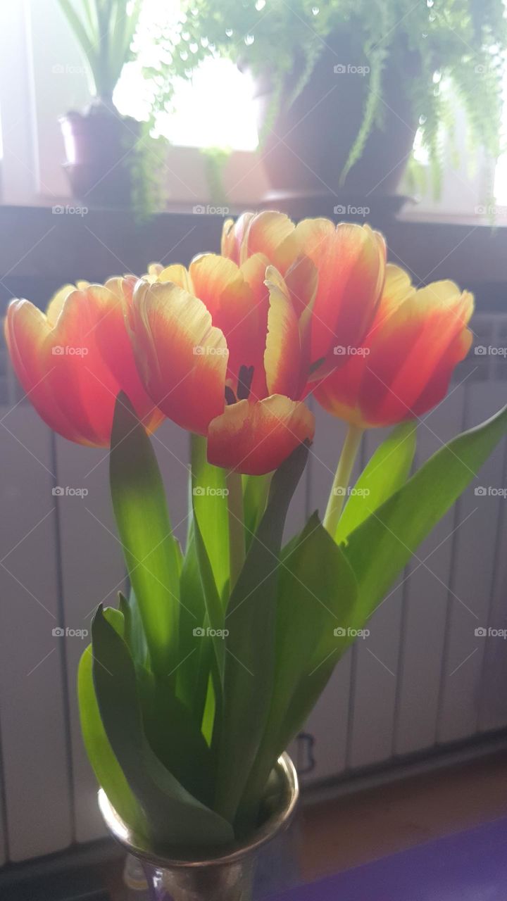 Tulips on the vase