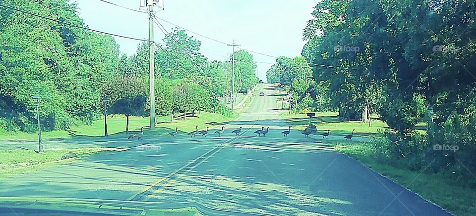 Geese crossing! On our way to Watkins Glen NY for a mini vacation.