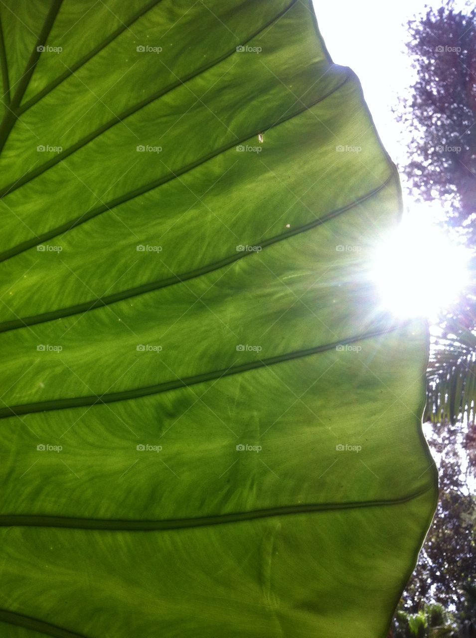 Leaf. A leaf in the sun 