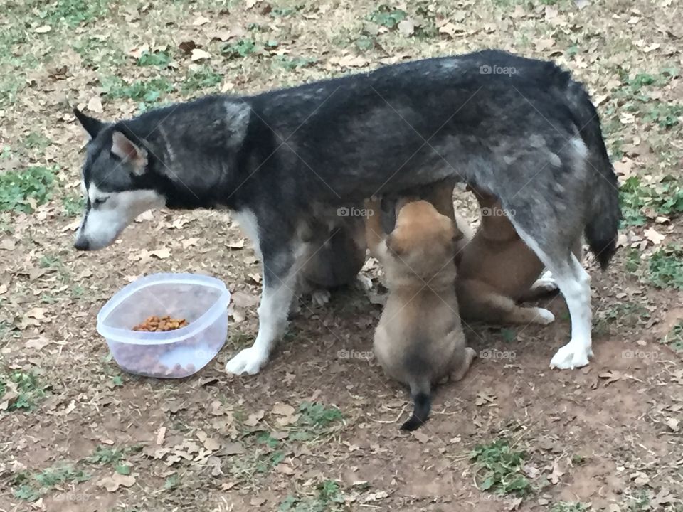 Nursing Puppies