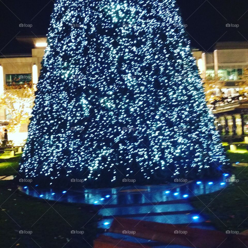 Christmas Tree in the City square