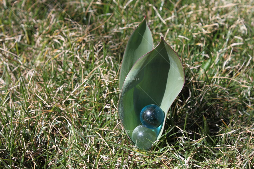 Blue Marble in Tulip Leaf
