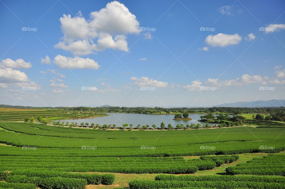 Agriculture, No Person, Landscape, Rural, Countryside