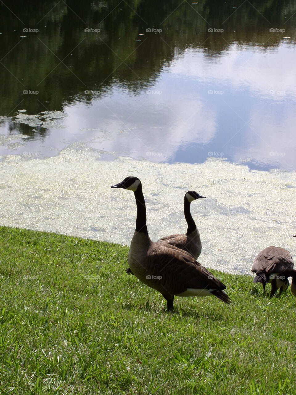 Ducks and more ducks