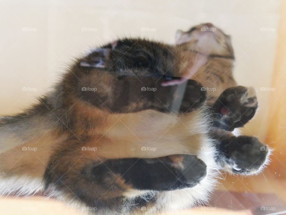 Cat sitting on glass tabl