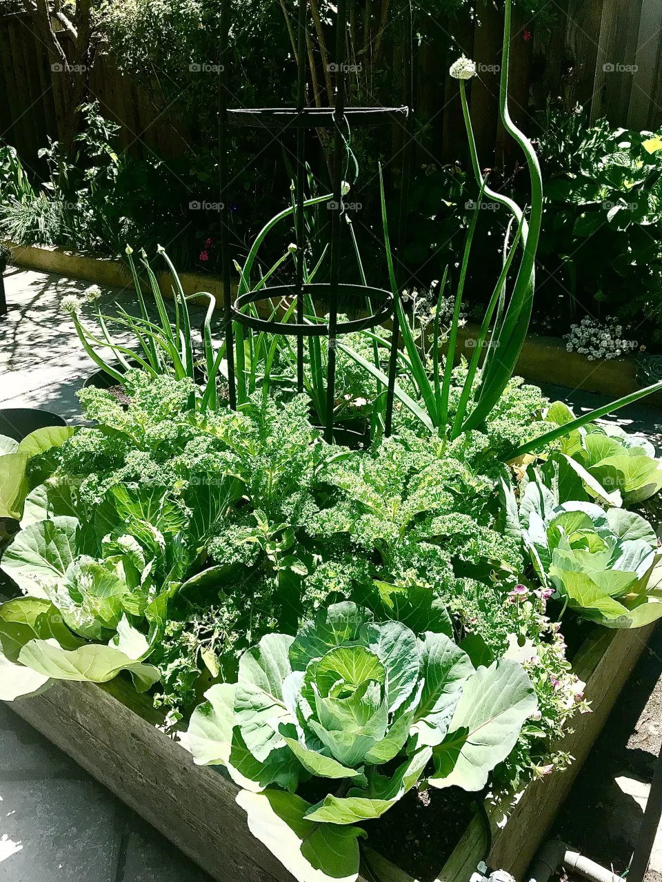 California winter veggies in raised bed