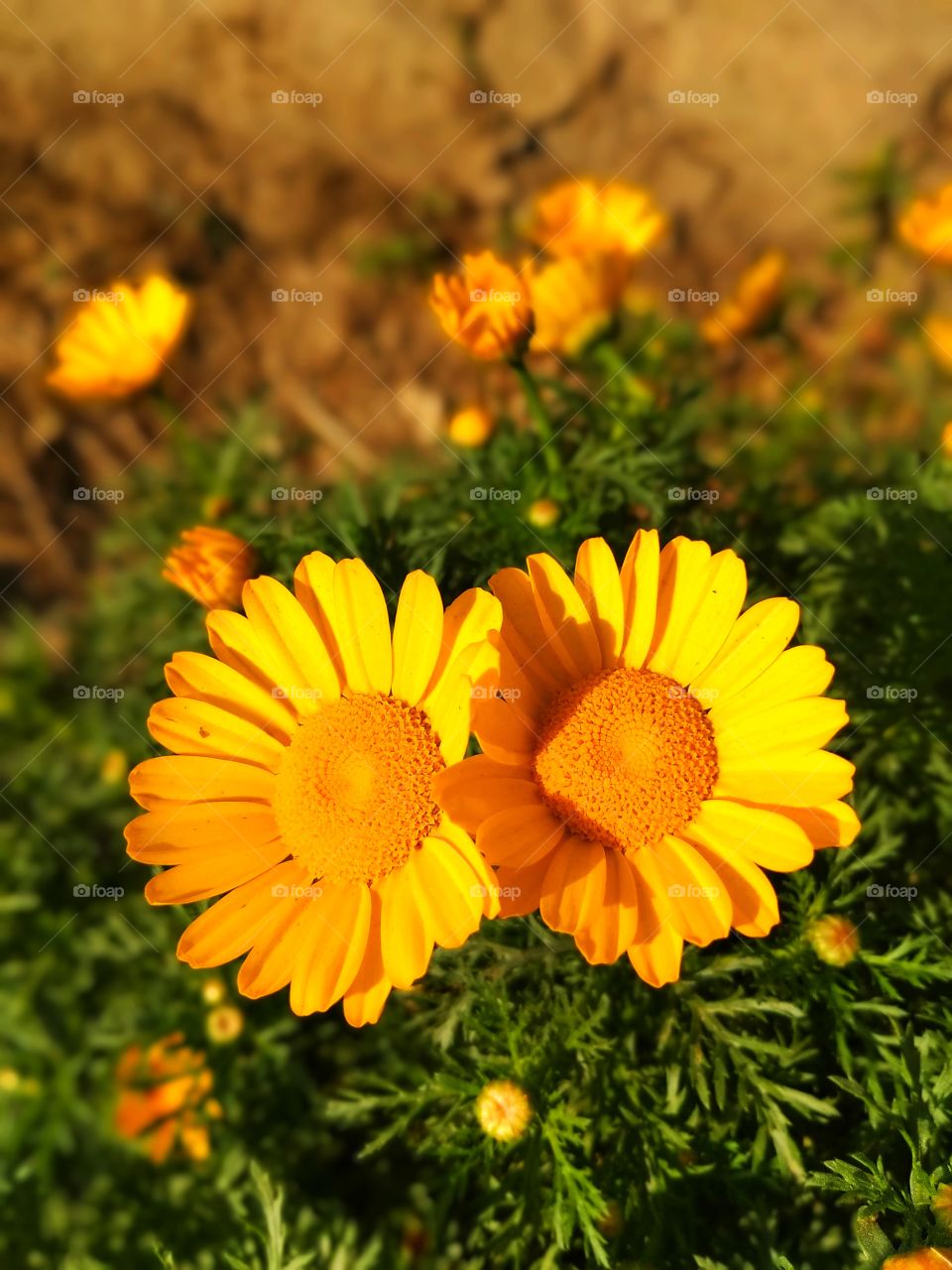 the flower discreted happyness